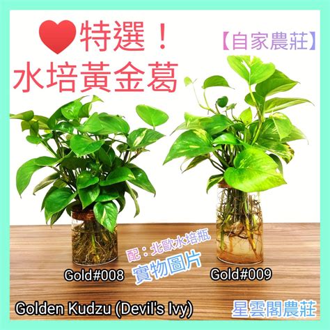 家居水種植物|水栽植物栽培秘訣：10種室內水養植物，打造綠意盎然的家